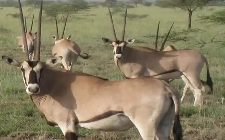 Awash National Park