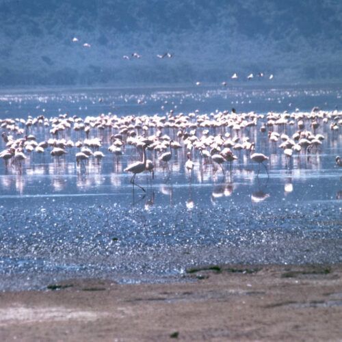 South Ethiopia Cultural Tour | 13-Day Nature & Culture