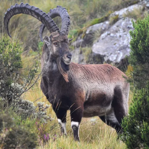 Ras Dashen Trekking Adventure | 17-Day Ethiopia Trek